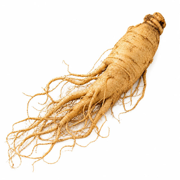 Ginseng Blanco