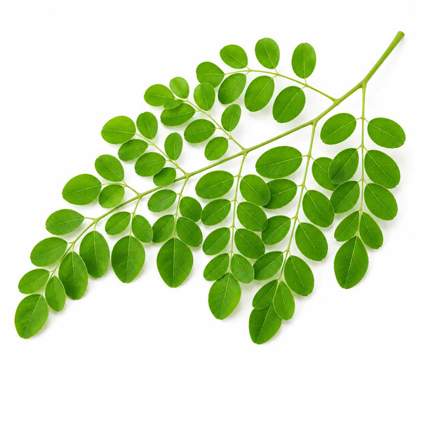 Moringa